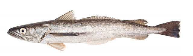Argentine hake picture
